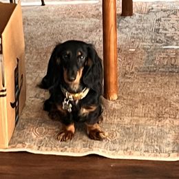 Bella - Dachshund