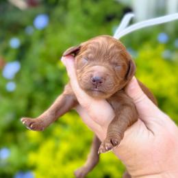 June - Red  female Goldendoodle puppy in Wharton, Texas from Little Fur Friends