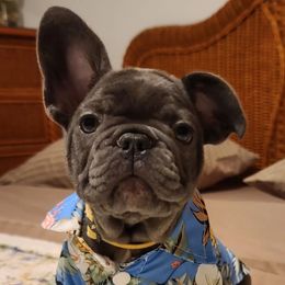 French Bulldogs from Luv Our Adorable Frenchies