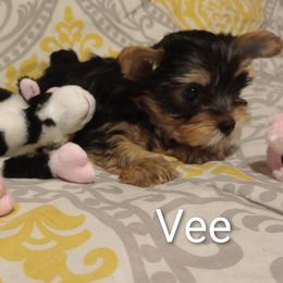 Yorkshire Terrier puppies from Yorkies by the Dozen