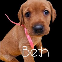 Beth - Yellow female Labrador Retriever puppy in Sidney, Nebraska from Nebraska Strong Labradors