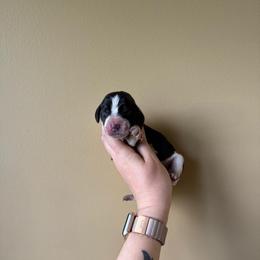 Kovu - Black white and brown male Basset Hound puppy in Leroy, Michigan from Iron Sentry Farms