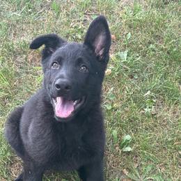 Mr orange - Black male German Shepherd puppy in Berlin, Wisconsin from Gypsy Miracle Kennels