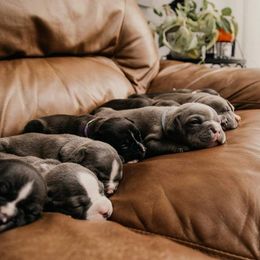American Bully and Boston Terrier Puppies from Greenberg's Boston Terriers & Bullies of Metro Detroit