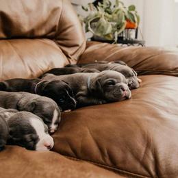 American Bully and Boston Terrier Puppies from Greenberg's Boston Terriers & Bullies of Metro Detroit