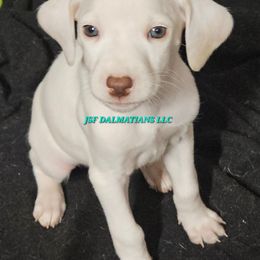 Lua green orange girl - White and orange female Dalmatian puppy in Conrath, Wisconsin from JSF Dalmatians LLC