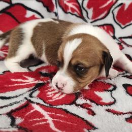 Ivy - Piebald female Dachshund puppy in Anaconda, Montana from Williams Family Dachshunds