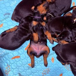 Purple - Black and rust female Doberman Pinscher puppy in Louisville, Kentucky from Ruiz Dobermans
