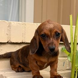 Red Brindle Female Short Haired Dachshund - Red female Dachshund puppy in Arcadia, California from Cruz Industries - Dachshund Company & French Bulldog Company