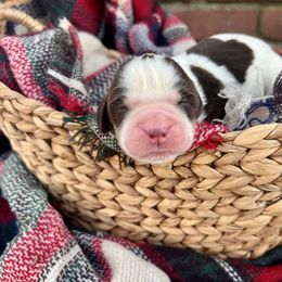 Very cherry - Liver and white female English Springer Spaniel puppy in Swainsboro, Georgia from Sweet Georgia Springers