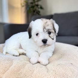 Ruby - White female Havanese puppy in Cadwell, Georgia from Hashtag Havenese