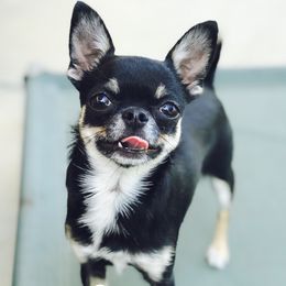 Stassi - Chihuahua