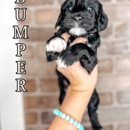 Bumper - Black and chalk male Australian Labradoodle puppy in Decatur, Alabama from Southern Meadows Doodles