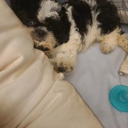 Shih Tzu Puppies from Tammy's Shihtzu Shack
