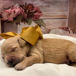 Gemma - Cream female Goldendoodle puppy in The Woodlands, Texas from Gracie's Goldendoodles and Bernedoodles