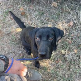 Labrador Retriever Puppies from J and D Retrievers