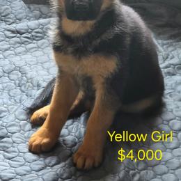 Yellow - Black and red female German Shepherd puppy in Spring Hill, Florida from Iron Crest Shepherds