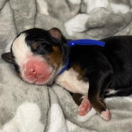 Duke - dark blue collar - Tri-color male Bernese Mountain Dog puppy in Yuciapa, California from AlltheDoodlez_