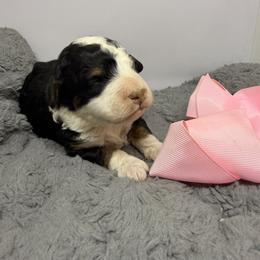 Female 6 - Tri-color female Bernedoodle puppy in Wytheville, Virginia from Pine Brook Pups