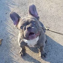 French Bulldogs from KC Family Frenchies LLC