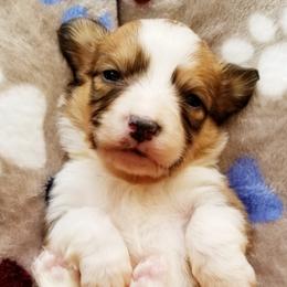 American Corgi and Pembroke Welsh Corgi Puppies from Whimsical Treasure Corgis
