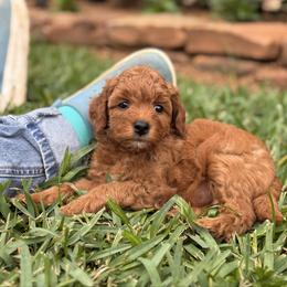 Queenie - Red  female Goldendoodle puppy in Wharton, Texas from Little Fur Friends