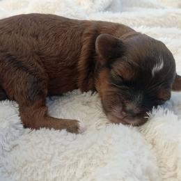 Garret - Brindle male Shihpoo puppy in Mifflintown, Pennsylvania from Curls & Paws Canines