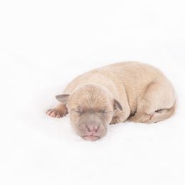 Brussels Griffon and Italian Greyhound Puppies from Adornare Kennels