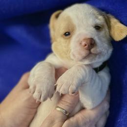 Black Collar-Toast - Red and white male Beagle puppy in Las Vegas, Nevada from Hound Kings