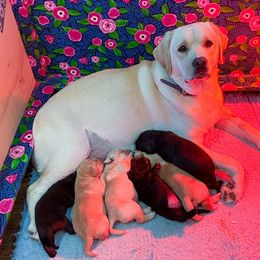 Labrador Retrievers from GreenWave Labradors