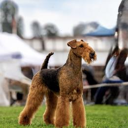 Airedale Terrier Puppies from Susie Mitchell