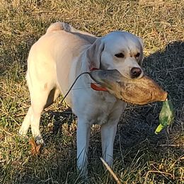 Labrador Retrievers from Meridian Labradors