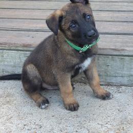 Green - Fawn sable male Belgian Malinois puppy in Baytown, Texas from De Linus Malinois