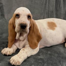 Light Blue collar Male - Lemon and white male Basset Hound puppy in Columbia, South Carolina from Pawmetto Hounds