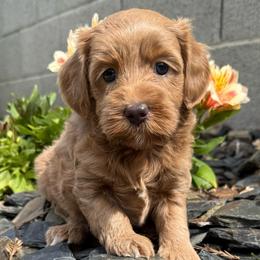 Peach - Gold female Australian Labradoodle puppy in Roseville, California from Darby Park Doodles