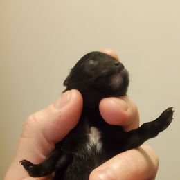 Pomeranian Puppies from Fancy Paws Pomeranian