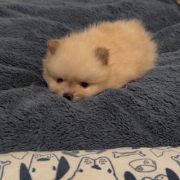 Purple - Cream sable parti male Pomeranian puppy in Cheektowaga, New York from Buffalo Pomeranians 716