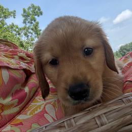 Light Pink (Matilda-Tilly) - Dark golden female Golden Retriever puppy in Davisboro, Georgia from Ginger Snap Golden Retrievers
