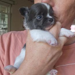 Romeo - Blue and white male Chihuahua puppy in Xenia, Ohio from Moose Creek Chihuahua's