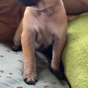 Vietnamese Phu Quoc Ridgeback Puppies from TSUNAMI  PHU QUOC VIETNAMESE PUPPY DOG