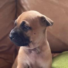 Vietnamese Phu Quoc Ridgeback Puppies from TSUNAMI  PHU QUOC VIETNAMESE PUPPY DOG