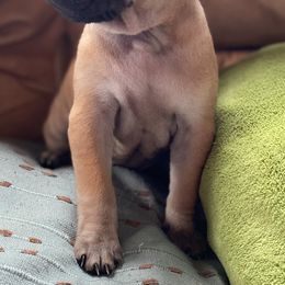 Vietnamese Phu Quoc Ridgeback Puppies from TSUNAMI  PHU QUOC VIETNAMESE PUPPY DOG