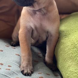 Vietnamese Phu Quoc Ridgeback Puppies from TSUNAMI  PHU QUOC VIETNAMESE PUPPY DOG