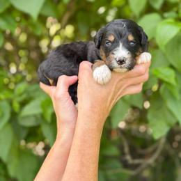 Nibs - Tri-color male Bernedoodle puppy in Bellville, Ohio from Bernedoodle Buddies