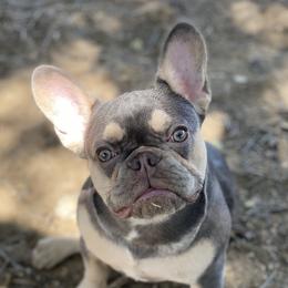 Nana - French Bulldog