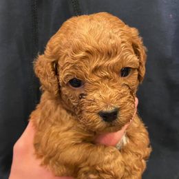 Goldendoodle Puppies from Atkinson Goldendoodles
