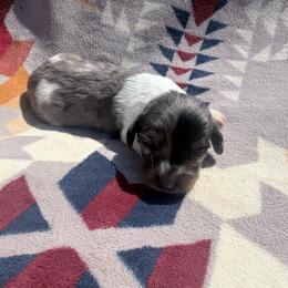 Black and tan dapple piebald (almost split face) - Dapple female Dachshund puppy in Umatilla County, Oregon from Divine Dogs