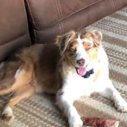 Aussiedoodles and Australian Shepherds from Triple Heart Aussies and Aussiedoodles