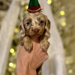 Dachshund Puppies from Doodle Bugs Doxies