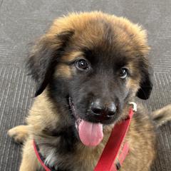 Dilute Retrievers, French Bulldogs, Labrador Retrievers, and Leonbergers from QVR Labradors, Leonbergers and Frenchies